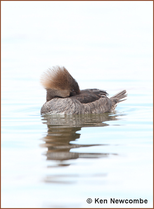 Hooded Merganser